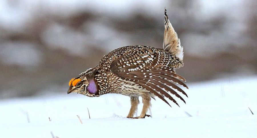 sharp-tailed grouse