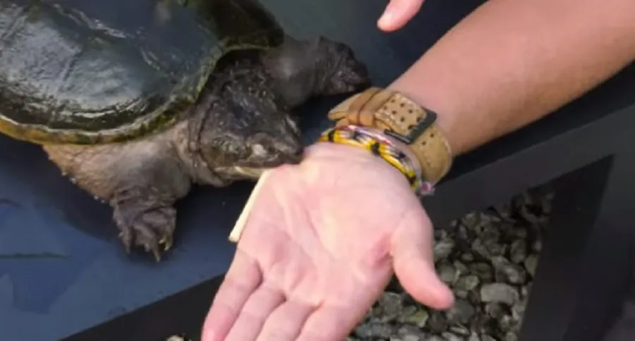 allows a snapping turtle to bite him