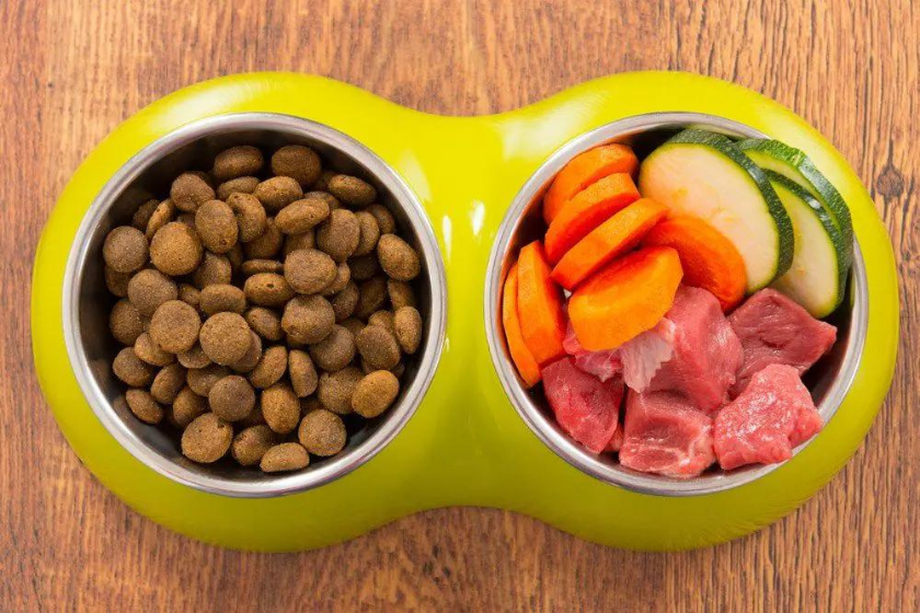 homemade cat food