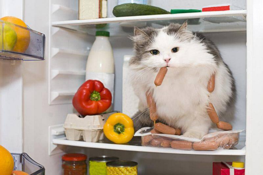 cat in fridge