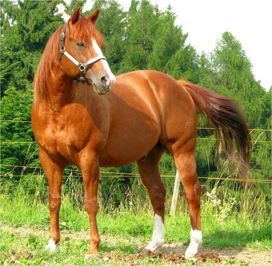 Quarter Horse