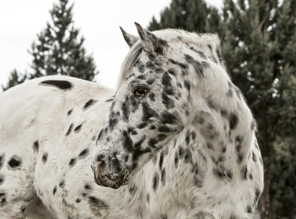 Appaloosa horse