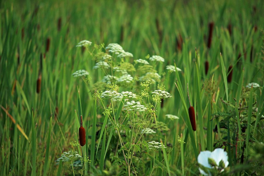 Water Hemlock