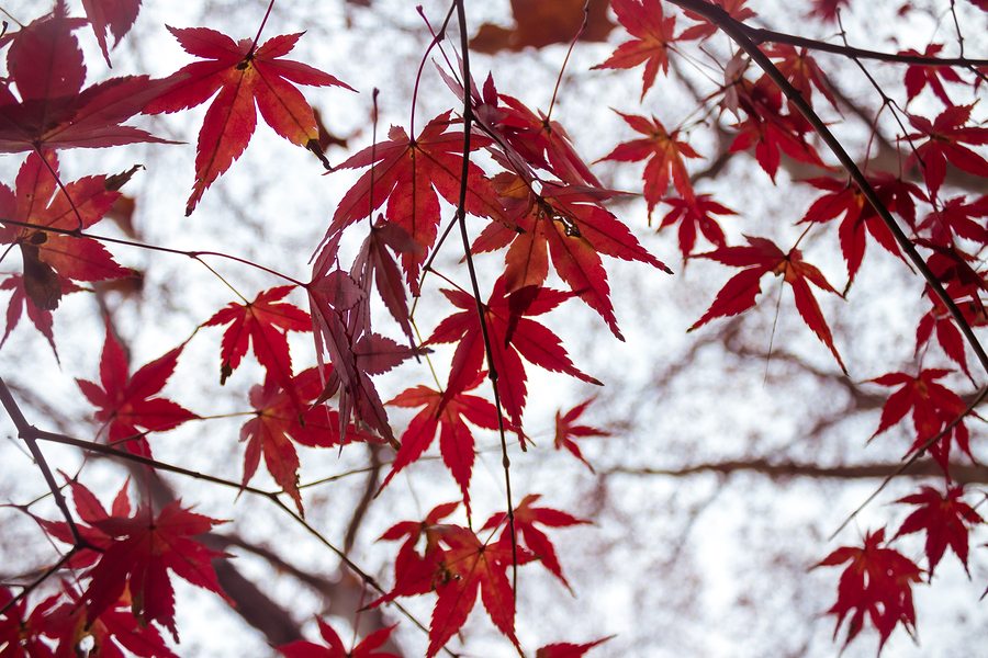 Maple Branch