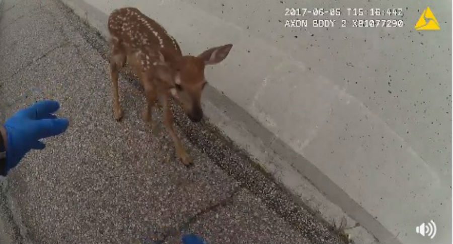 fawn
