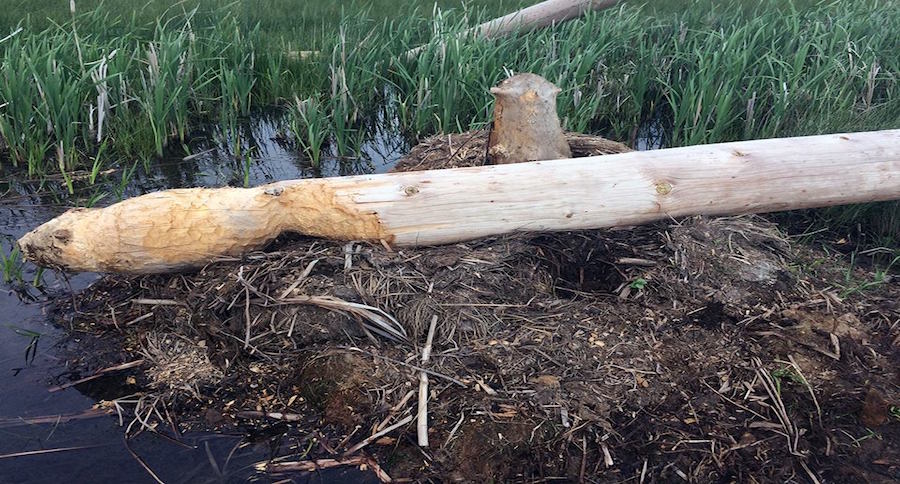 canadian beaver