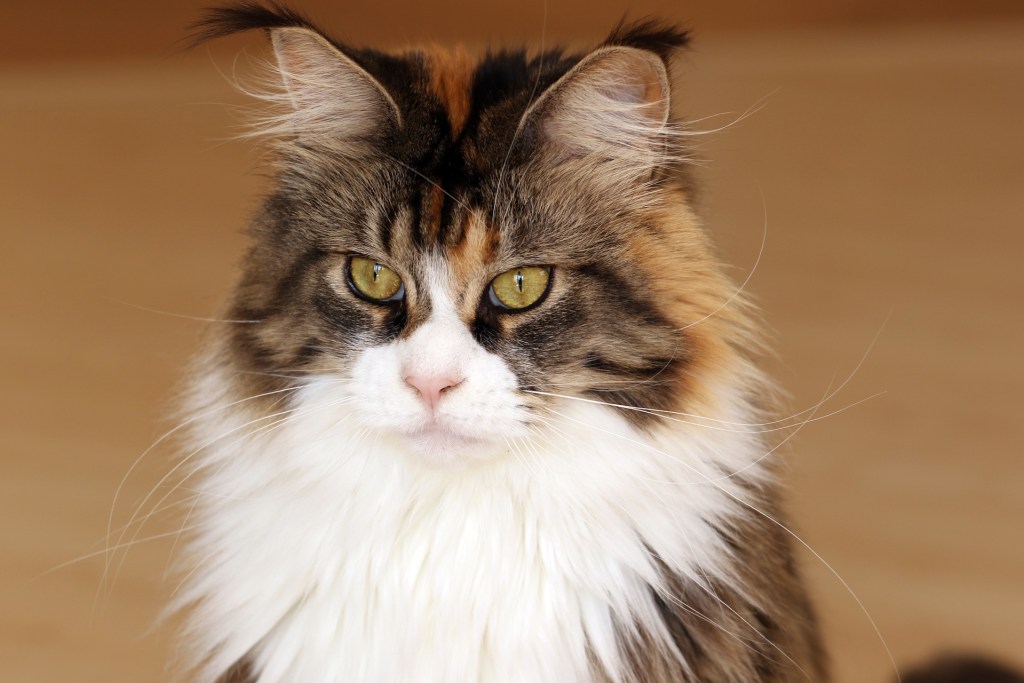 Maine Coon cat