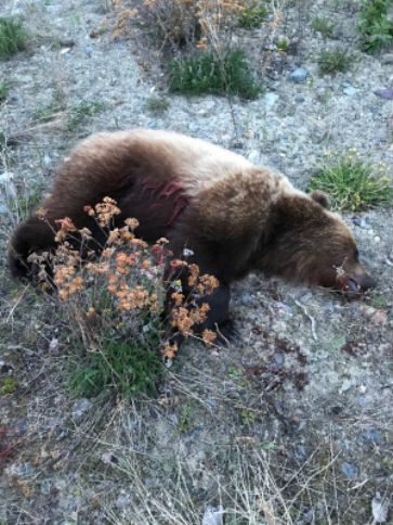 two grizzlies