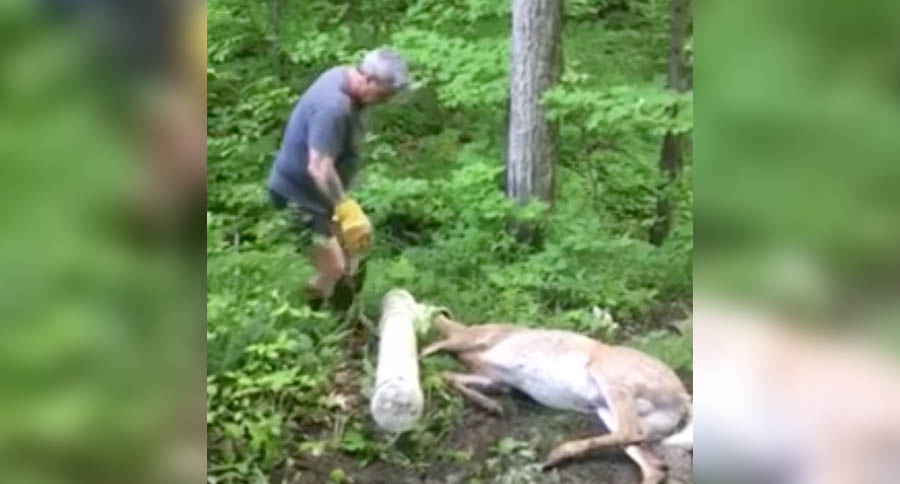 deer-stuck-feeder