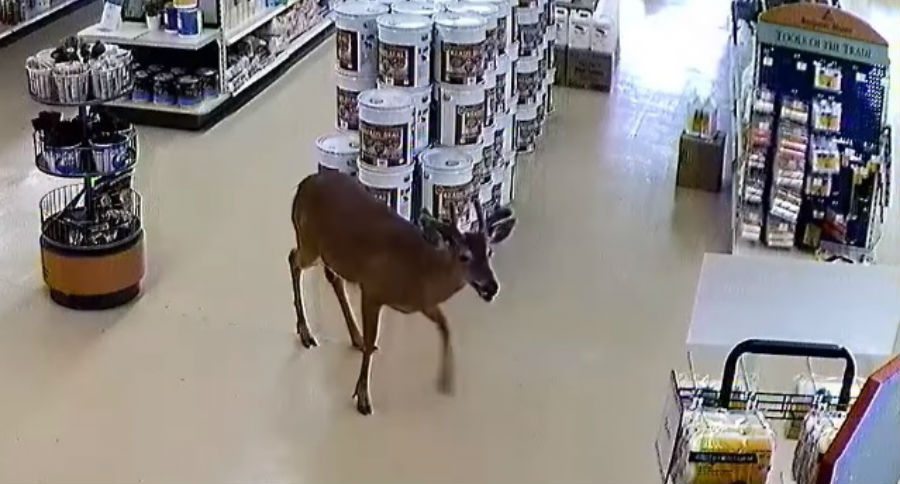 deer