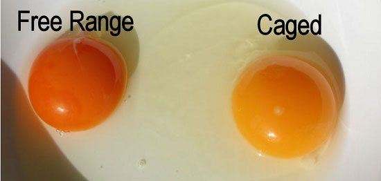 dark yolk and light yolk