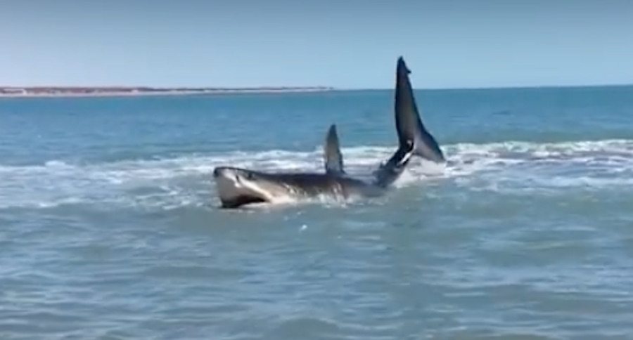 great white