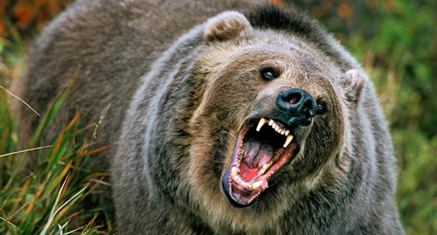 mauled