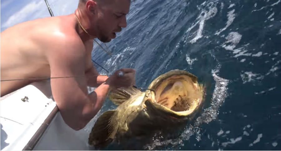 goliath grouper