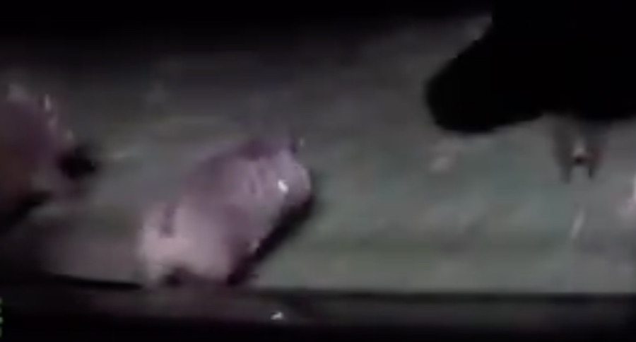 hog hunt