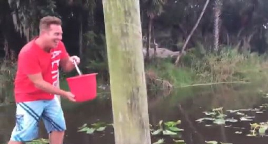 harassing manatees