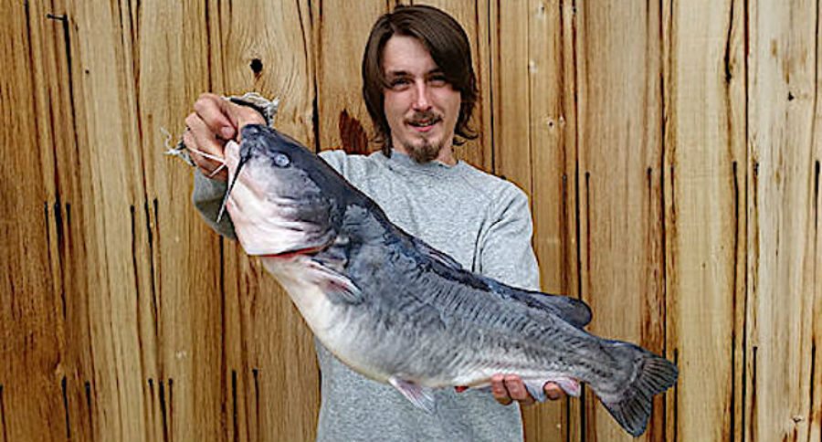 white catfish
