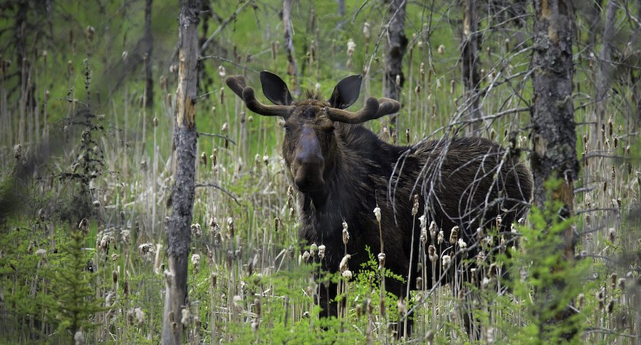 michigan moose