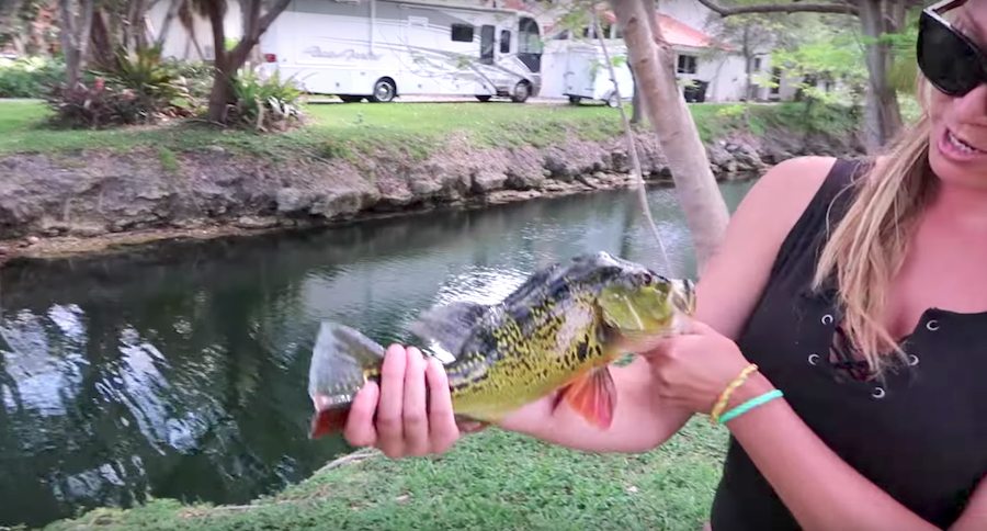 peacock bass