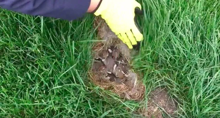 rabbits nest