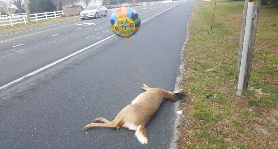 roadkill