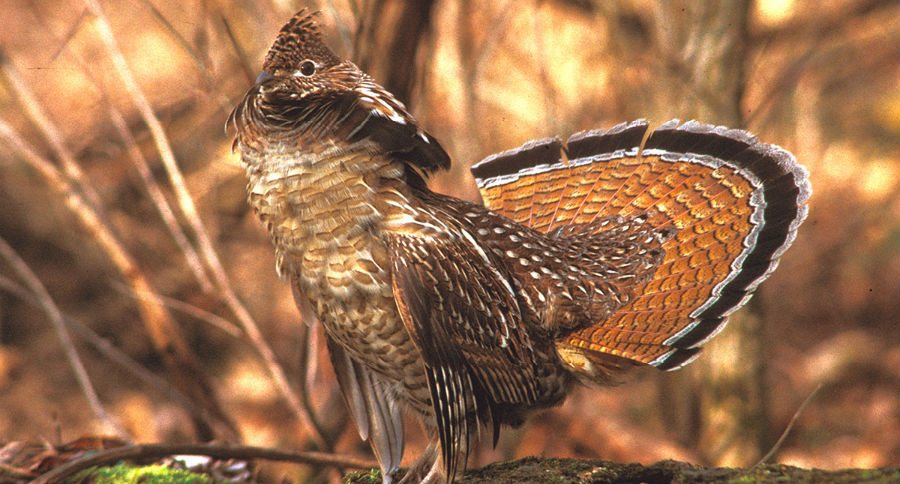 Wisconsin ruffed grouse