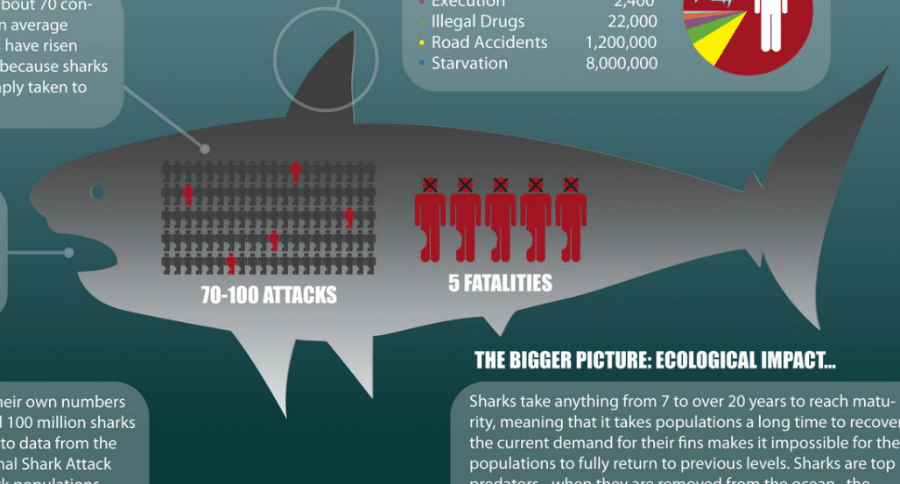 shark