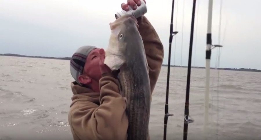 striped bass