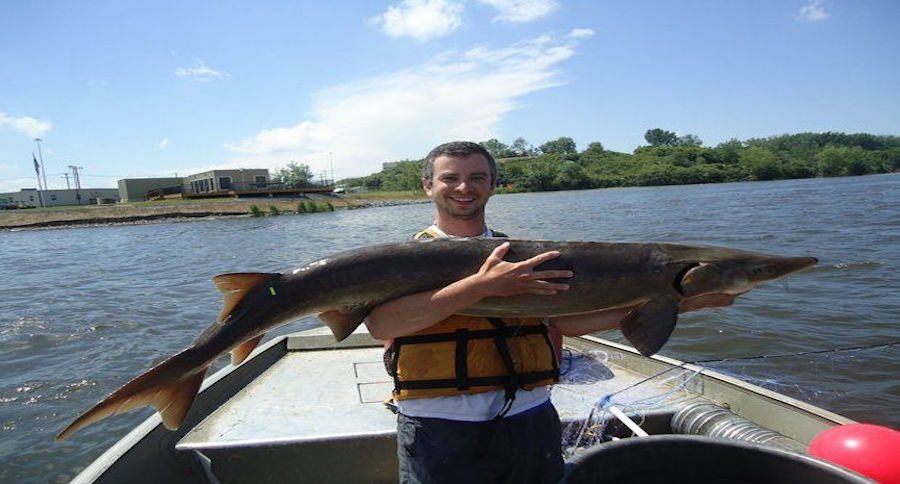 lake sturgeon