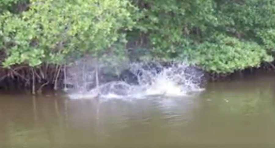 tarpon