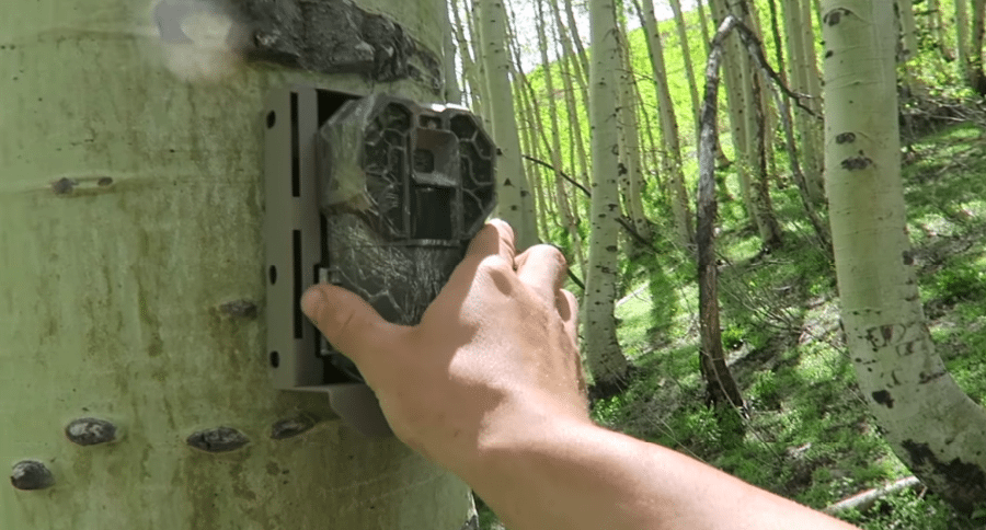 trail cam action