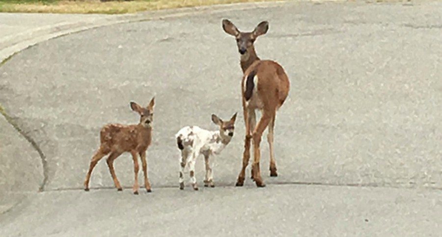 Adorable White Fawn