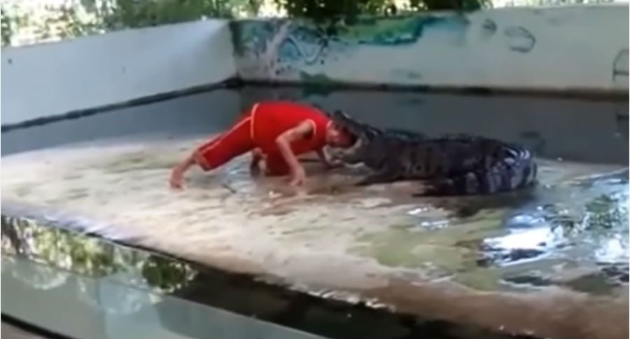 crocodile