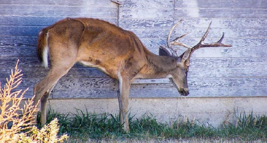 chronic wasting disease