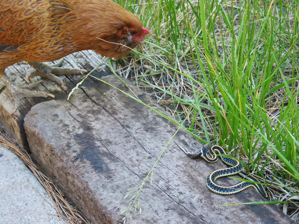 Keep Snakes Out Of Chicken Coop