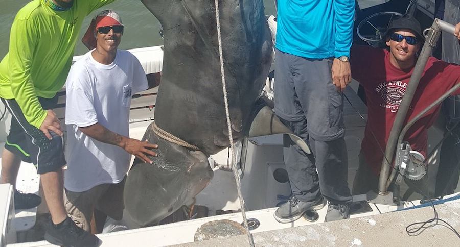 1,000 pound shark
