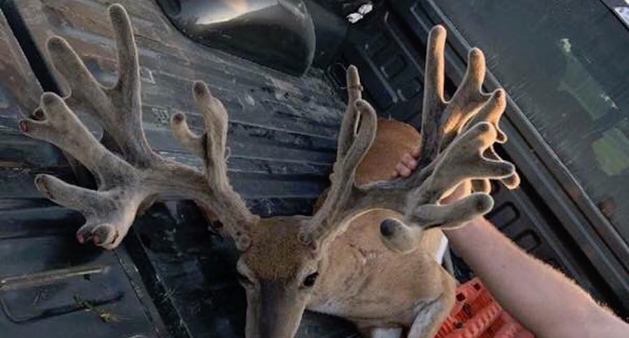 kentucky velvet buck hit by car