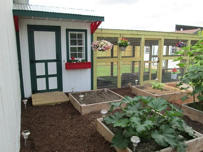 Medium Chicken Coop