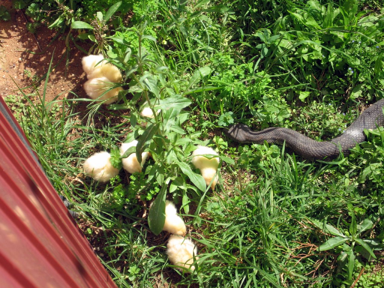 Keep Snakes Out Of Your Chicken Coop