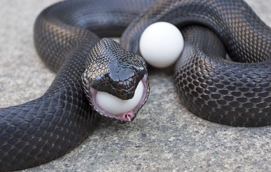 Keep Snakes Out Of Chicken Coop