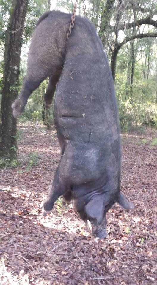 feral hog