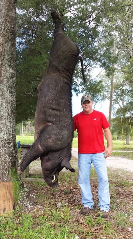 feral hog