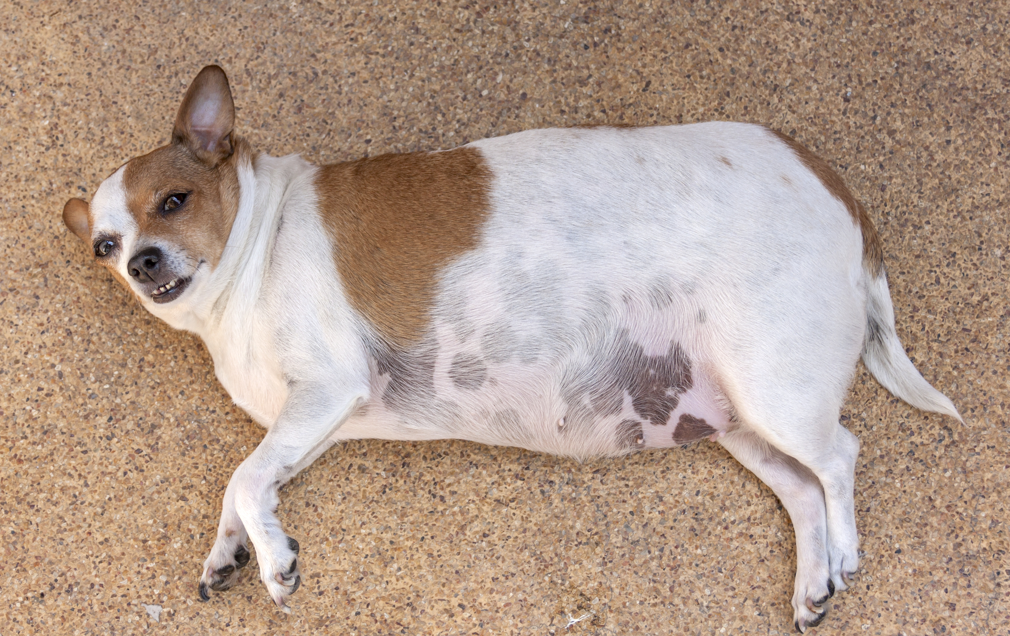 Fat dog sleep on the floor