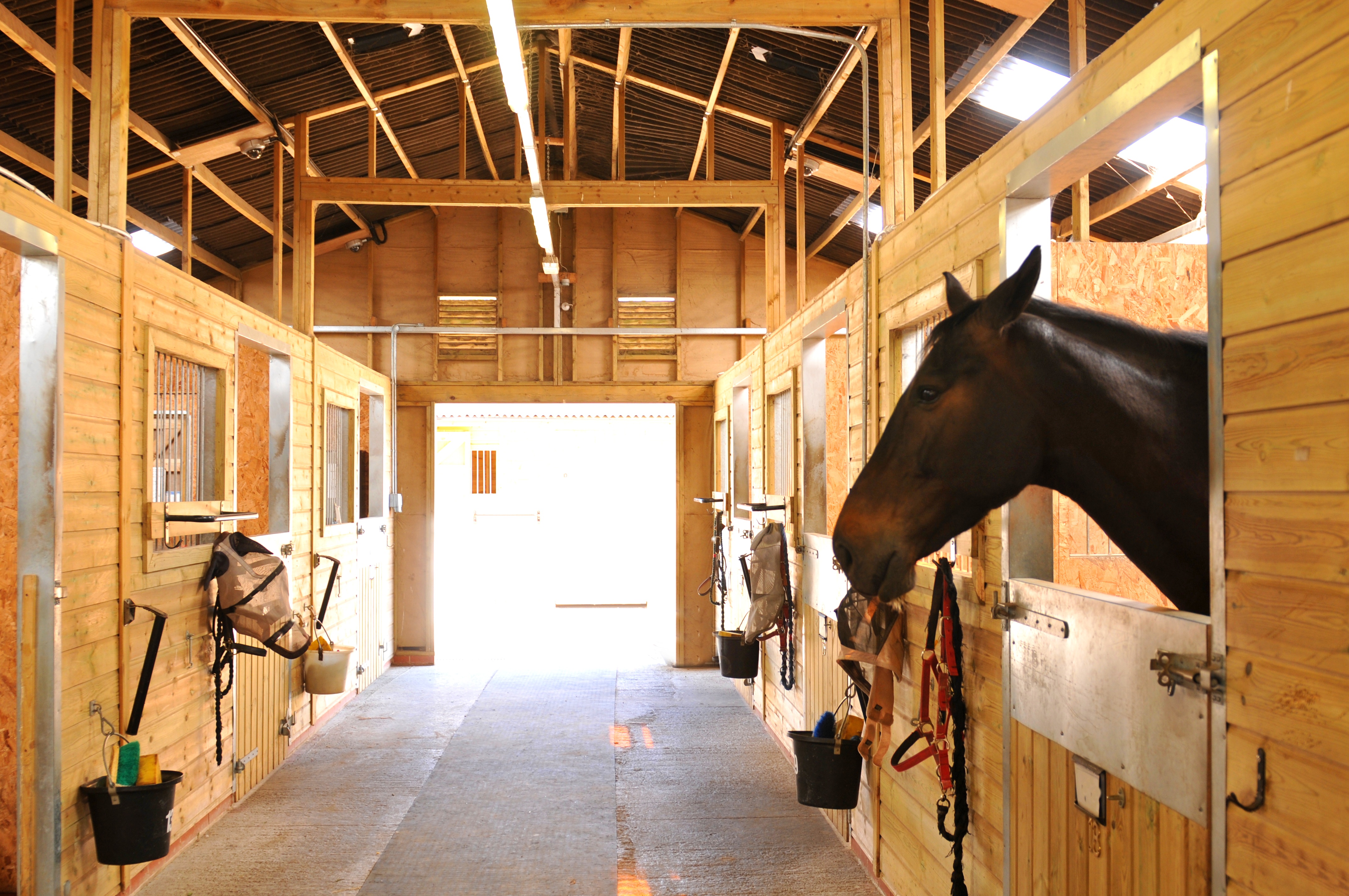 Horses at the stables