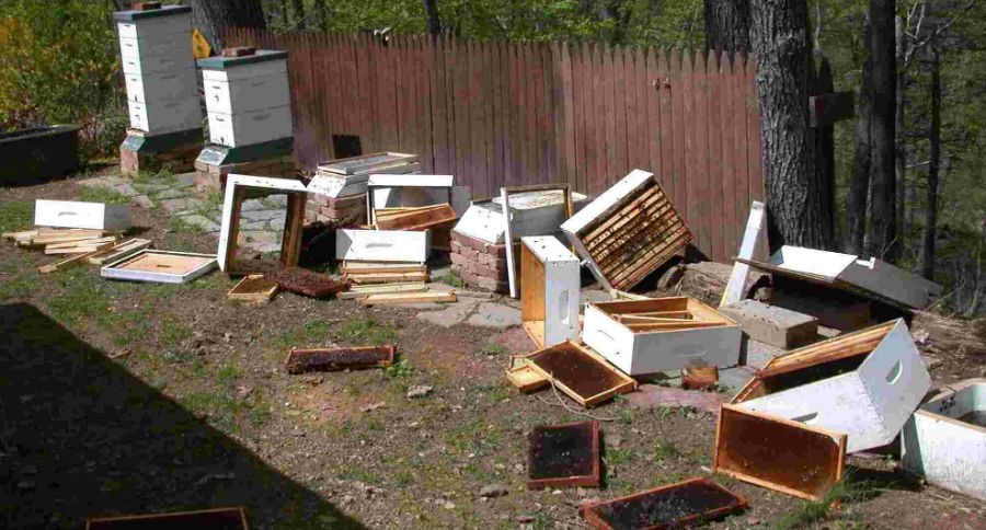 beekeepers