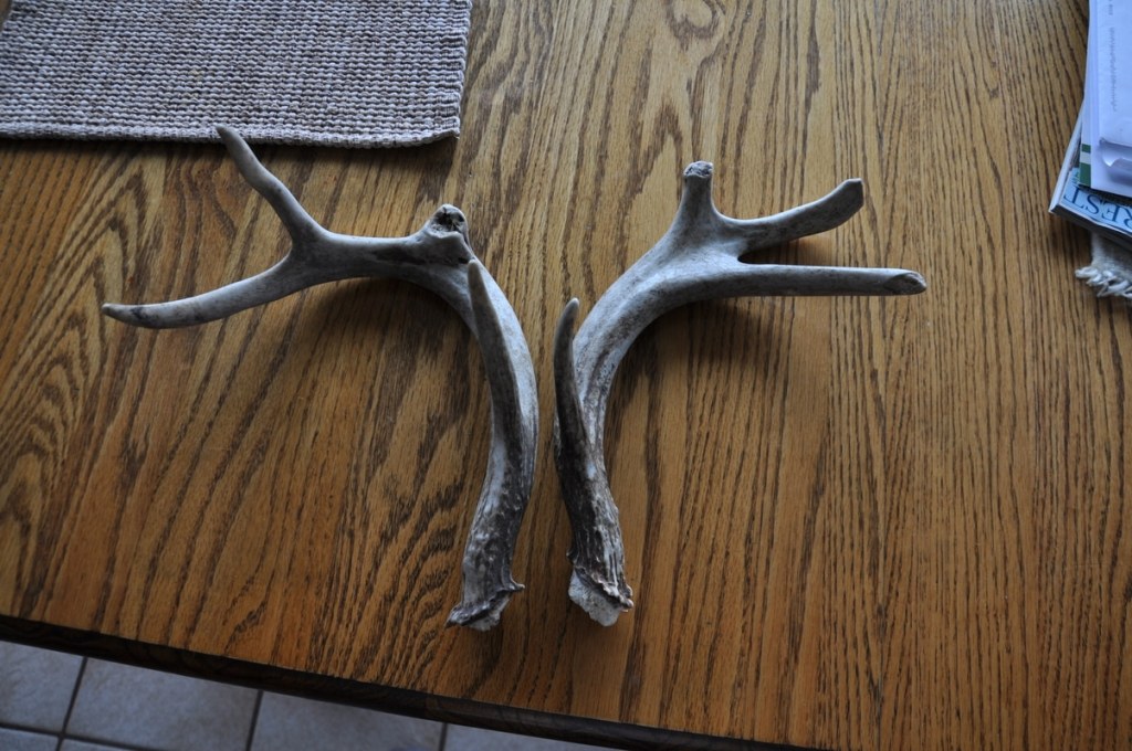 antlers