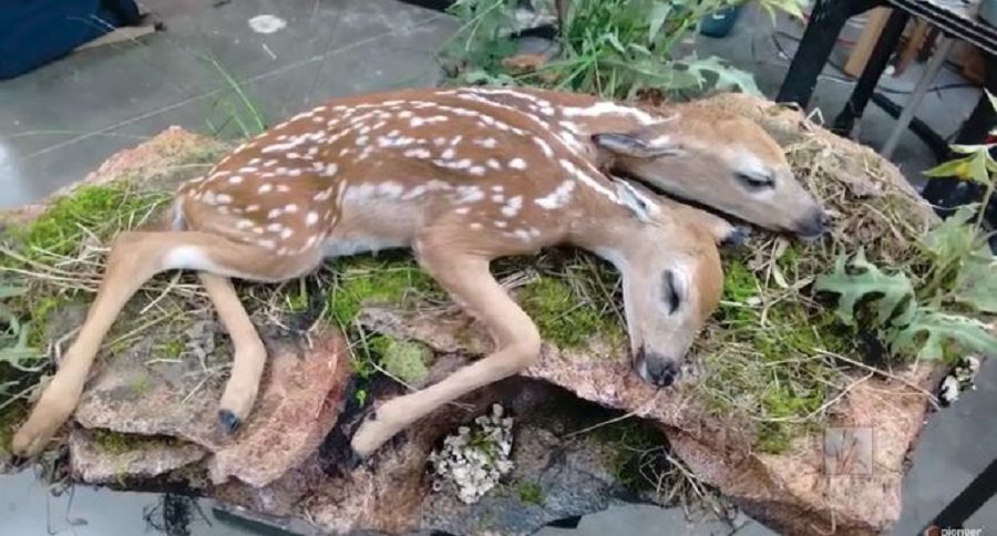 two-headed fawn