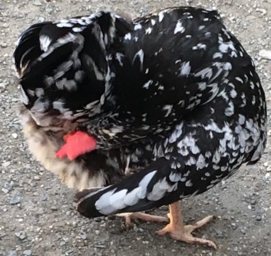 Chicken Preening