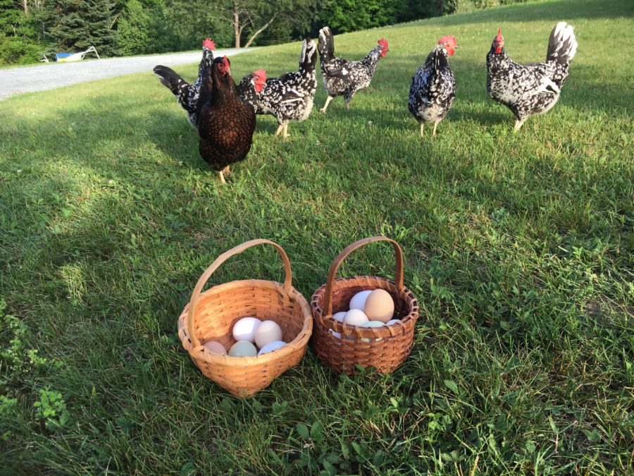 Ware Manufacturing Chicken Egg Basket