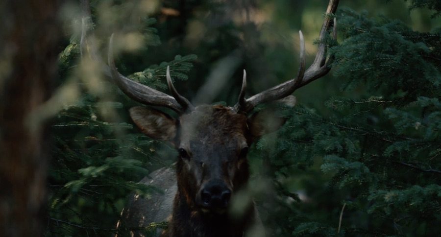 If You Love Elk Hunting, You Need To See Corey Jacobsen's New Video- The Linguists